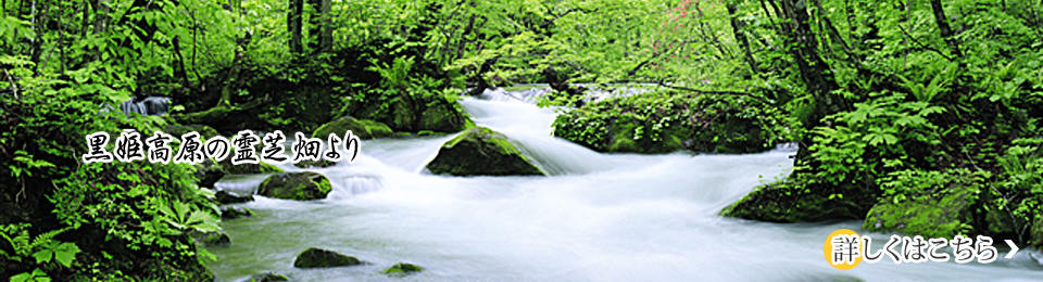 ���P�����̗�Ŕ����